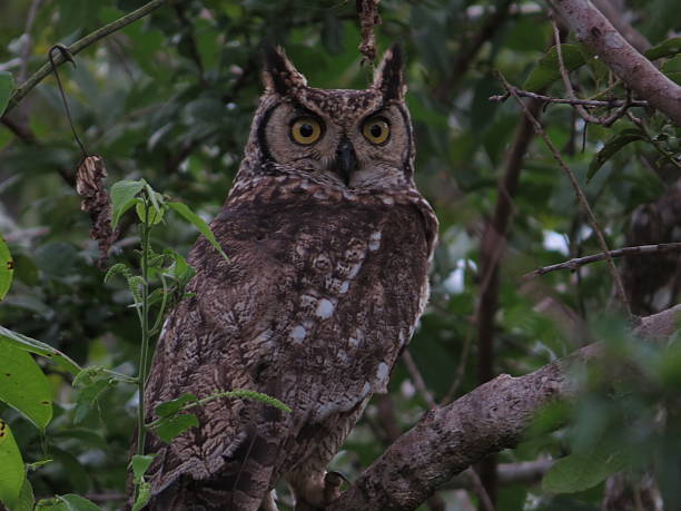 An Owl In Mikumi National Park